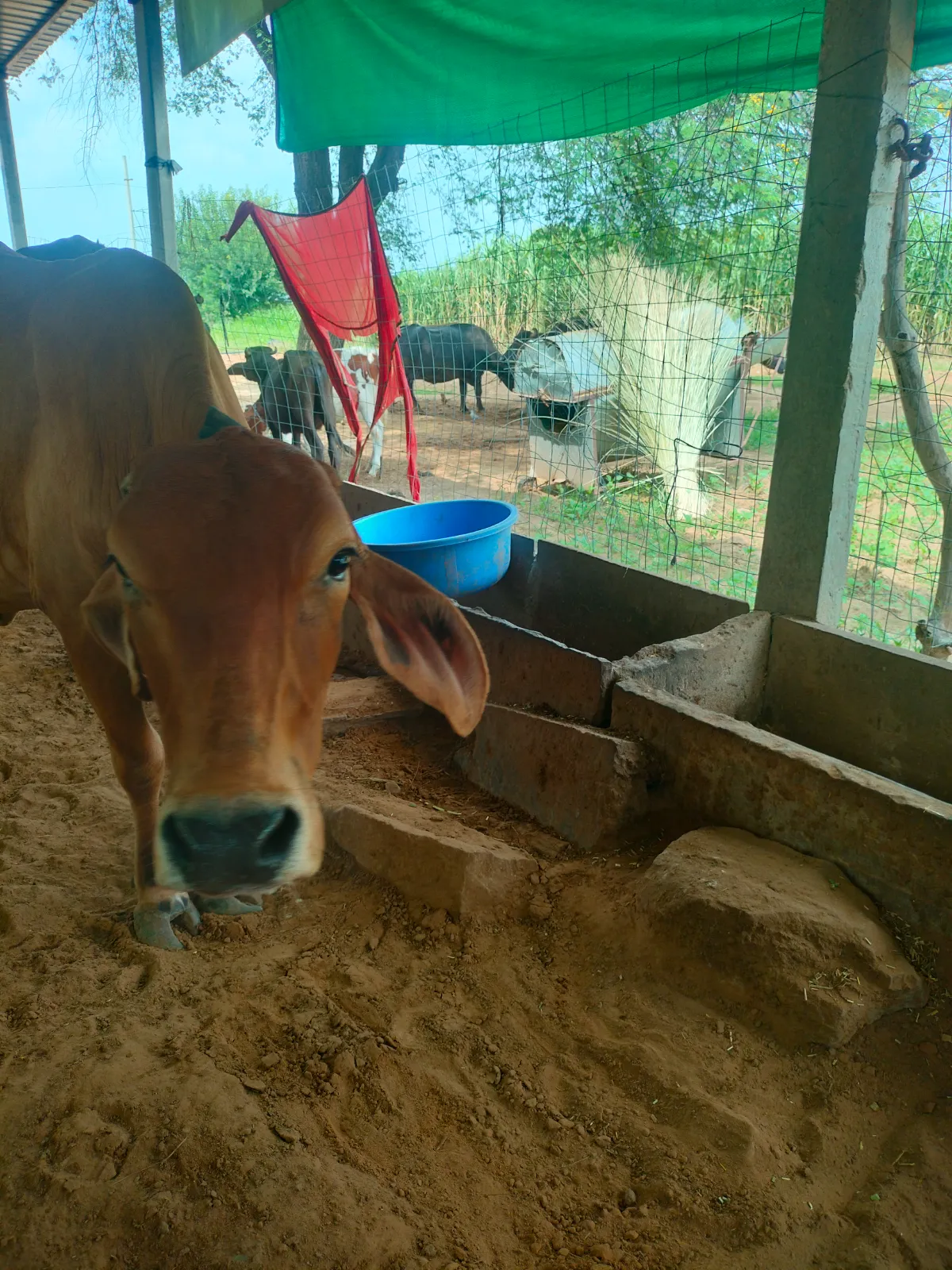 गाय