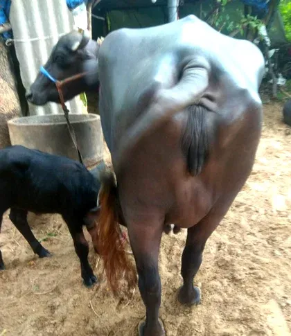 भैंस