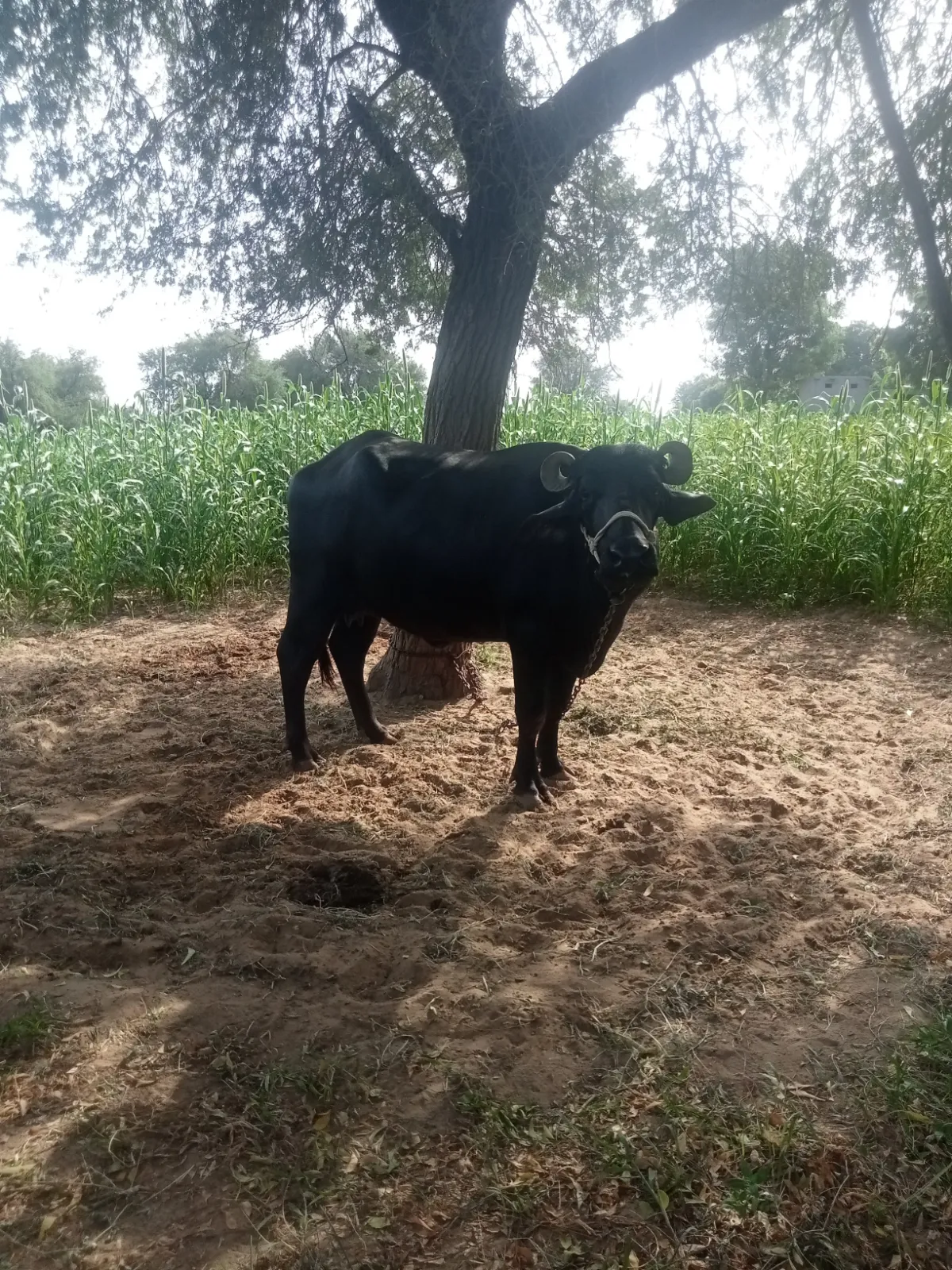 भैंस