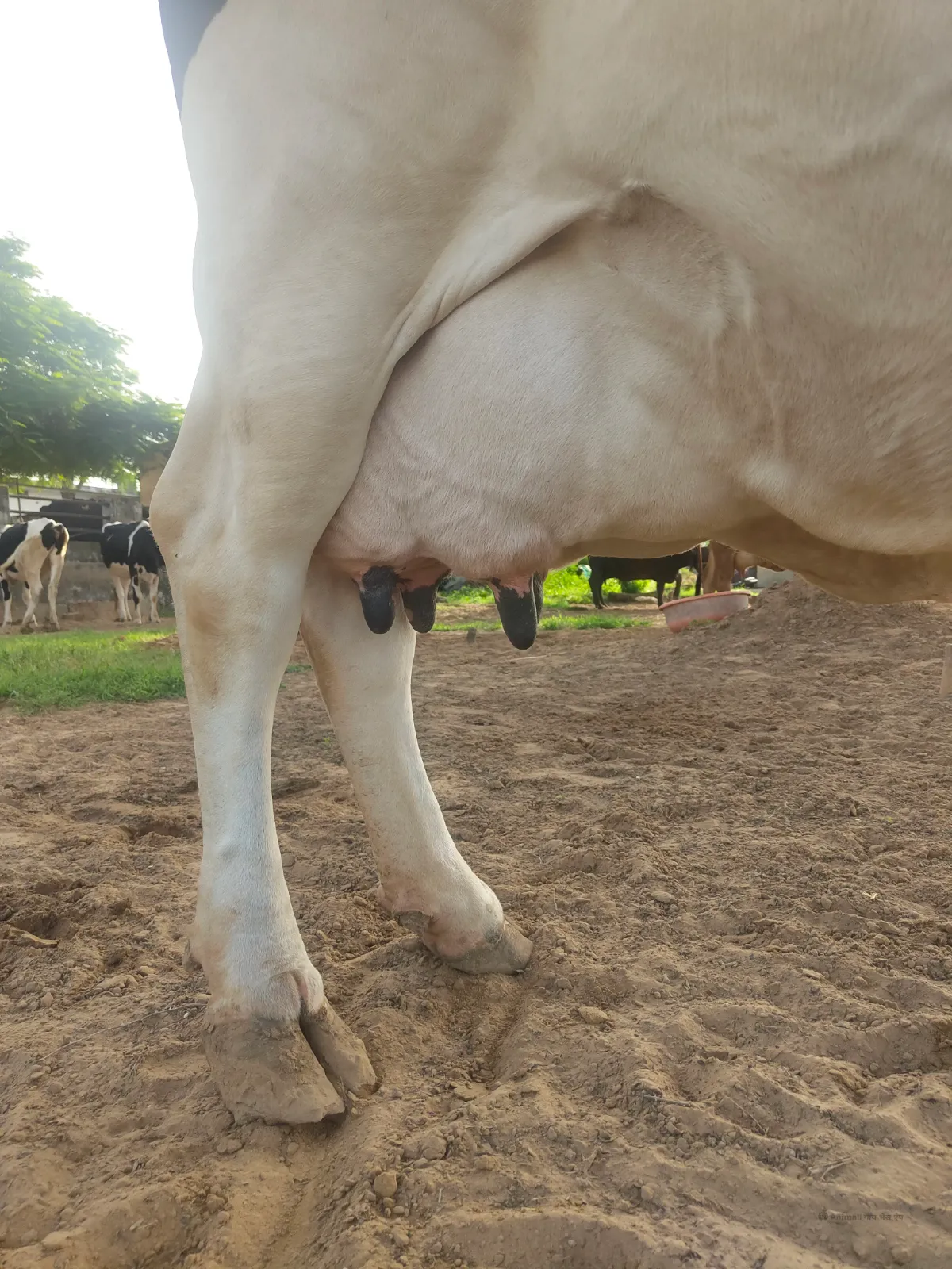 गाय